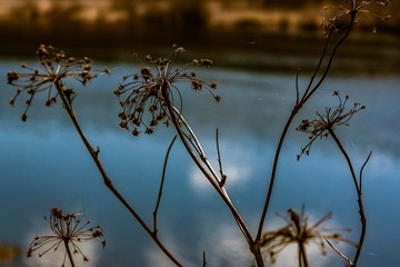 branches by the water