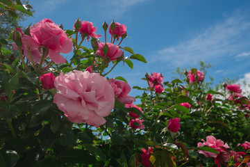 Beautiful pink roses on the rose garden in summer with blu sky in background.