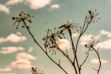 dry grass in the morning