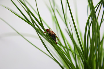 Beetle, a family pest of plants. Black body: red-brown ears, fluffy white hairs, cartilage, May beetle,