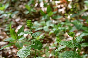 Wald, Bäume, Naturfotografie