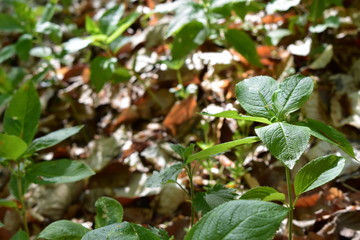 Wald, Bäume, Naturfotografie