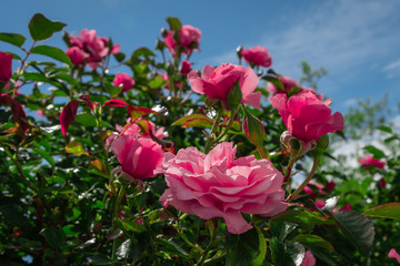 Beautiful pink roses on the rose garden in summer with blu sky in background.