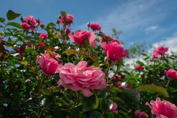 Poster Beautiful pink roses on the rose garden in summer with blu sky in background. © Nicolas VINCENT