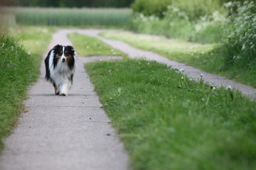 running dog