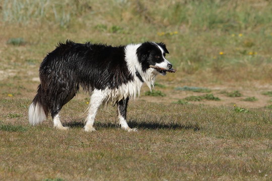 Border-Collie mit nassem Fell und St&ouml;ckchen in der Schnauze