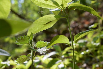 Wald, Bäume, Naturfotografie