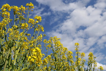 Rapsblüten aus der Froschperspektive