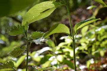 Wald, Bäume, Naturfotografie