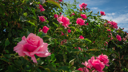 Beautiful pink roses on the rose garden in summer with blu sky in background.