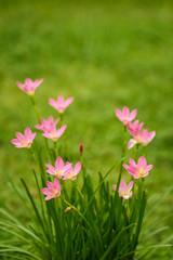 purple rain lily flower.