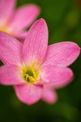 Fototapeta na wymiar purple rain lily flower.