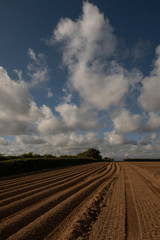 Fototapeta na wymiar Newly Planted Potato Crop in Vale of Glamorgan Field With Dramatic Sky