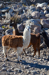 Two lamas at the Salar de Uyuni © Till