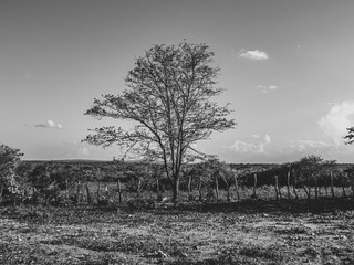Imagem de uma região rural no sertão do cariri. Conta com a caatinga como bioma, exclusivamente...