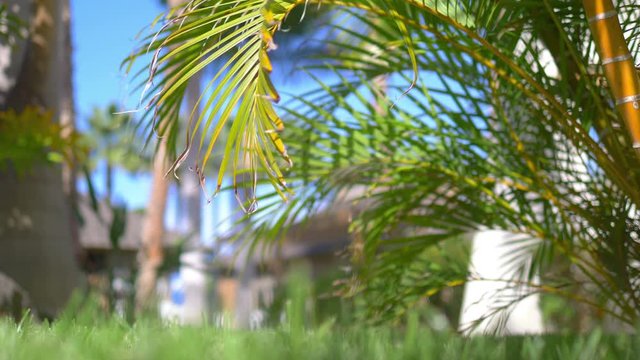 Palm trees background in 4k slow motion 60fps