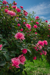 Beautiful pink roses on the rose garden in summer with blu sky in background.