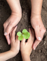 Kid's and grown-up's hands holding a young plant.