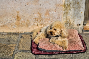 murano, italien - kleiner hund auf einem kissen