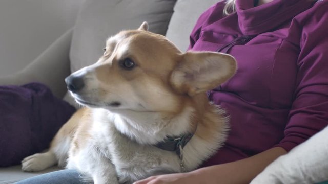 Corgi pupy petting by his owner at couch 