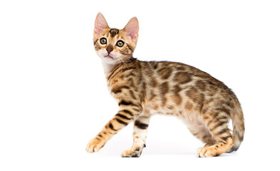 cat hunts on a white background