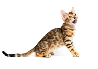 cat hunts on a white background