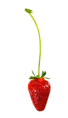 Fragola solitaria