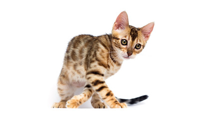 cat hunts on a white background