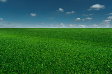 Obraz premium wheat field in spring time