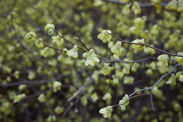 Corylopsis pauciflora