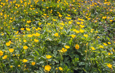 Yellow flowering buttercups close from a bird's eye view