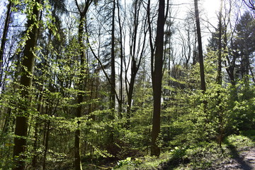 Wald, Bäume, Naturfotografie