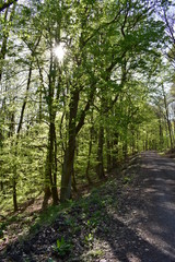 Wald, Bäume, Naturfotografie