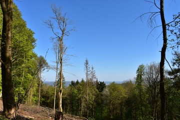 Wald, Bäume, Naturfotografie