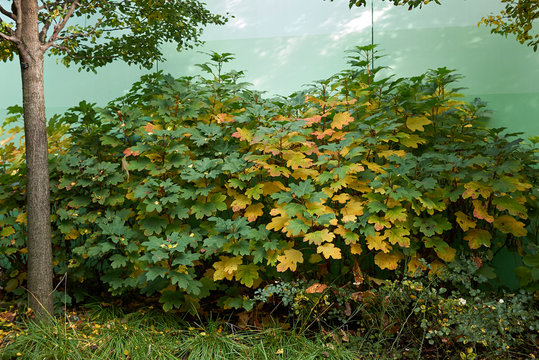 Hydrangea Quercifolia