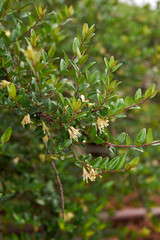 Lonicera nitida in bloom