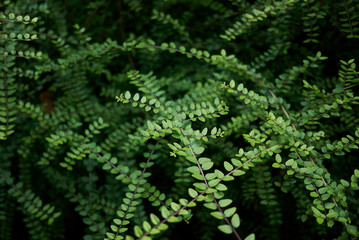 Lonicera nitida