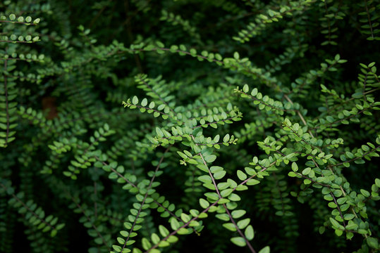 Lonicera Nitida