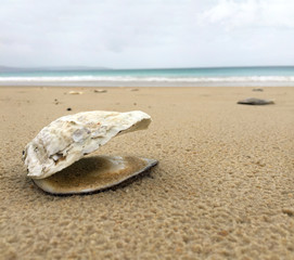 Shell by the tasman sea