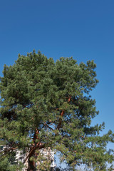 Pinus sylvestris