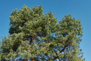 Pinus sylvestris