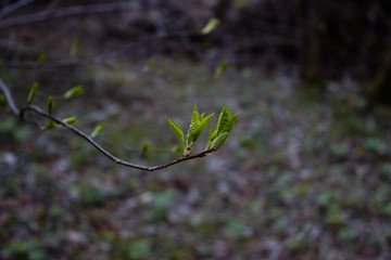 plant close in the forest