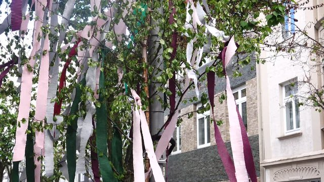 May first tree decorated with pink ribbons
