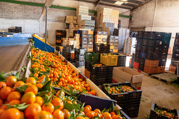 Harvest of ripe mandarins on sorting line and in boxes at plantation warehouse