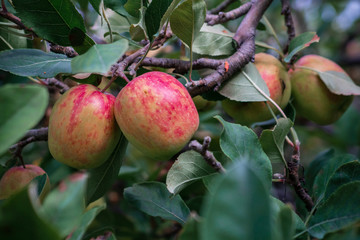 Anna apple from Malang which has sour taste but still delicious to be eaten.