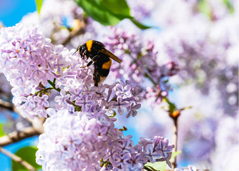 Bumblebee on lilac flowers. Spring nature background