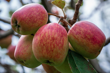 Anna apple from Malang which has sour taste but still delicious to be eaten.