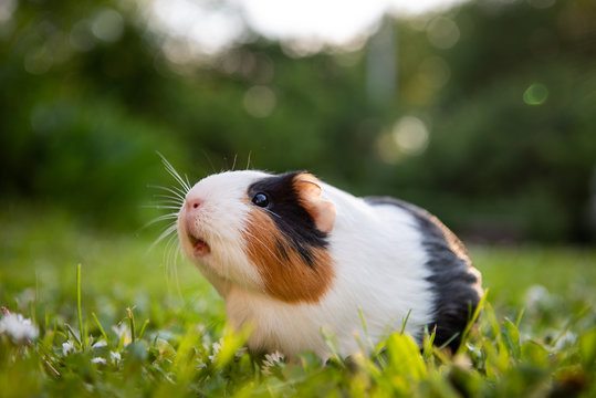 Guinea pig enjoys in grass