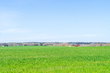 Fototapeta premium Summer green grass. Agricultural field with plants in the sun. Village houses on the horizon