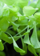 Growing the lettuce.